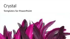  Presentation with carnival - Colorful slide set enhanced with easter angels - rooster feathers carnival backdrop and a white colored foreground