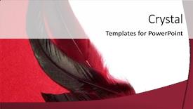  Presentation with sage feathers - Beautiful PPT theme featuring rooster feathers on a red backdrop and a white colored foreground
