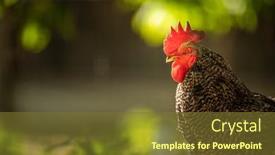  Presentation with domestic animals - Audience pleasing slide set consisting of rooster-in-the-chicken-coop backdrop and a tawny brown colored foreground