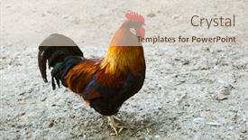  Presentation with farm - Presentation having rooster-on-a-farm-closeup background and a lemonade colored foreground