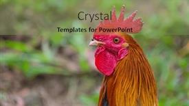  Presentation with hawaii - PPT layouts enhanced with rooster-on-hawaii background and a seafoam green colored foreground