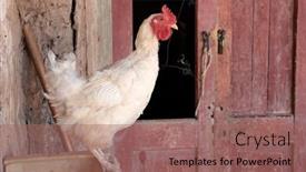  Presentation with barn - 