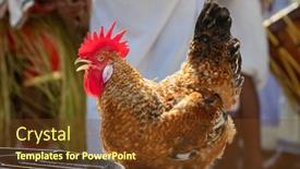  Presentation with sacrifice - Beautiful slides featuring rooster-with-tied-legs-prepared backdrop and a tawny brown colored foreground