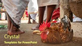  Presentation with india festival - PPT theme enhanced with rooster-with-tied-legs background and a tawny brown colored foreground