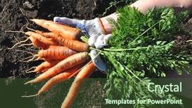  Presentation with crops - Audience pleasing slides consisting of root crops - close up of the fresh backdrop and a tawny brown colored foreground