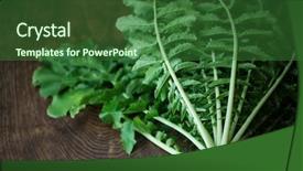  Presentation with flavor - Slide deck consisting of root crops - daikon greens and its white background and a forest green colored foreground
