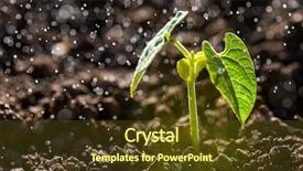  Presentation with crops - Presentation theme with root crops - green seedling growing background and a tawny brown colored foreground