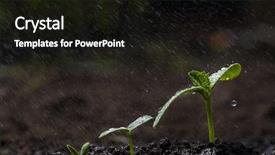  Presentation with root - Beautiful presentation theme featuring root crops - green seedlings growing backdrop and a wine colored foreground