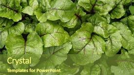  Presentation with tea leaves fresh green leaf - PPT theme featuring root crops - green young leaves of beetroot background and a tawny brown colored foreground