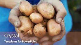 Presentation with root - Presentation theme featuring root crops - man holding fresh potatoes closeup background and a red colored foreground