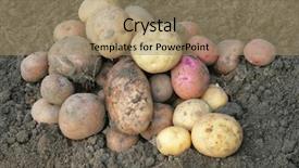  Presentation with crops - Colorful presentation design enhanced with root crops - pile of potato backdrop and a coral colored foreground