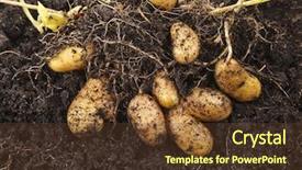  Presentation with root plant - Beautiful slide deck featuring root crops - potato plant with tubers backdrop and a tawny brown colored foreground