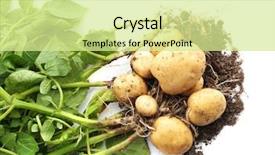  Presentation with root plant - Amazing presentation theme having root crops - potato plant with tubers backdrop and a soft green colored foreground