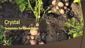  Presentation with root plant - Presentation theme having root crops - potato plant with tubers background and a tawny brown colored foreground