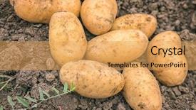  Presentation with root - Amazing slide deck having root crops - ripe potatoes in garden backdrop and a yellow colored foreground