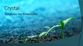  Presentation with seedling - Presentation design consisting of root crops - seedling growing on the ground background and a cyan colored foreground