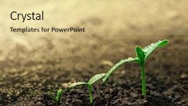  Presentation with seedling - PPT theme featuring root crops - seedling growing on the ground background and a blonde colored foreground