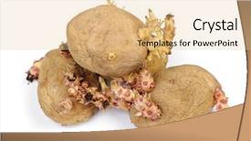  Presentation with ripe golden potato on white - Beautiful presentation featuring root crops - sprouted potatoes isolated on white backdrop and a lemonade colored foreground