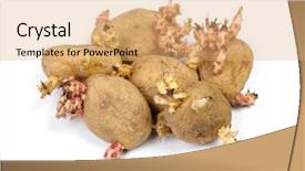  Presentation with ripe golden potato on white - PPT theme featuring root crops - sprouted potatoes isolated on white background and a coral colored foreground