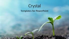  Presentation with seedling - Amazing PPT theme having root crops - vintage seedling growing backdrop and a light blue colored foreground