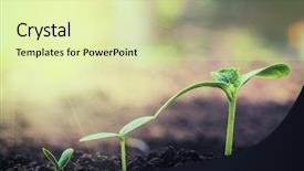  Presentation with crops - Cool new slides with root crops - vintage seedling growing backdrop and a soft green colored foreground