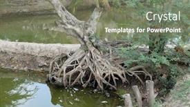  Presentation with tree root - Amazing presentation having root-of-a-tree-growing backdrop and a gray colored foreground