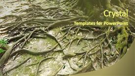  Presentation with tree root - Slide set consisting of root of the tree background and a tawny brown colored foreground