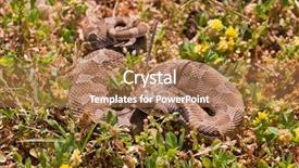  Presentation with western frontier - Slide deck enhanced with rooters - western hognose snake partially coiled background and a coral colored foreground