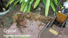  Presentation with clogged - Colorful PPT theme enhanced with roots and baby wipes backdrop and a gray colored foreground