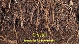  Presentation with tree roots - Colorful PPT layouts enhanced with roots in a soil background backdrop and a tawny brown colored foreground