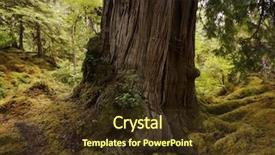  Presentation with tree roots - Beautiful slide deck featuring roots of an large old backdrop and a tawny brown colored foreground