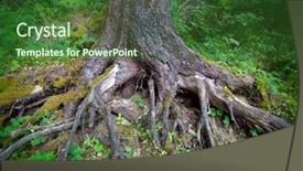  Presentation with tree roots - PPT theme having roots of the old tree background and a forest green colored foreground