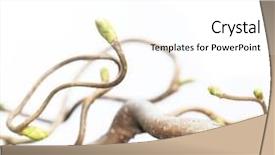  Presentation with tree roots - Amazing theme having roots tree - gnarly branches against white background backdrop and a white colored foreground