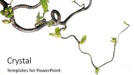  Presentation with abstract leaves - Cool new presentation with roots tree - lovely abstract image of gnarled backdrop and a white colored foreground