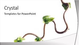  Presentation with abstract leaves - Presentation theme with roots tree - lovely abstract image of gnarled background and a white colored foreground