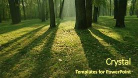  Presentation with forest morning - Cool new PPT theme with roots tree - morning in forest backdrop and a tawny brown colored foreground