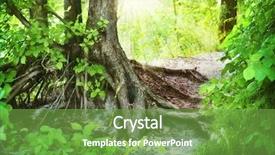  Presentation with tree roots - Beautiful slides featuring roots tree - old forest backdrop and a seafoam green colored foreground