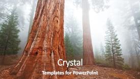  Presentation with tree roots - Slides with roots tree - sequoia background and a tawny brown colored foreground