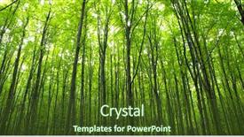  Presentation with tree roots - Theme with roots tree - sunlight in the green forest background and a tawny brown colored foreground