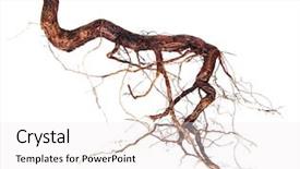  Presentation with tree roots - PPT theme with roots tree isolated background and a white colored foreground