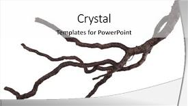  Presentation with tree roots - Slides featuring roots tree background and a white colored foreground