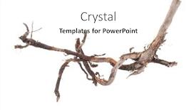  Presentation with tree roots - Audience pleasing slide set consisting of roots-tree backdrop and a white colored foreground