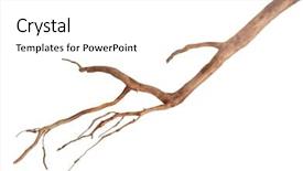  Presentation with tree roots - Beautiful slide set featuring roots tree backdrop and a white colored foreground
