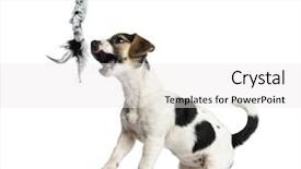  Presentation with russell - Presentation theme featuring rope 4 months old background and a white colored foreground