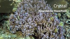  Presentation with coral reef - Audience pleasing PPT layouts consisting of ropical-coral-reef-ecosystem backdrop and a tawny brown colored foreground