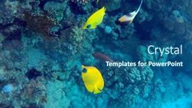  Presentation with coral reef - Slide deck with ropical-coral-reef-ecosystem background and a ocean colored foreground