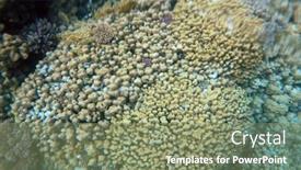  Presentation with coral reef - Colorful PPT theme enhanced with ropical-coral-reef-ecosystem backdrop and a seafoam green colored foreground