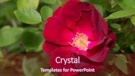  Presentation with old style - Amazing presentation design having rosa parks - deep red old style rose backdrop and a crimson colored foreground