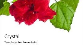  Presentation with hibiscus - Audience pleasing presentation theme consisting of rosa parks - hibiscus chinese rose plant blossom backdrop and a white colored foreground