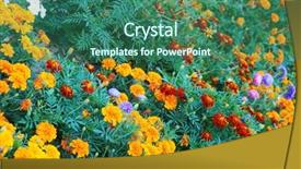  Presentation with roses - Colorful PPT theme enhanced with rosa parks - roses and flowers backdrop and a  colored foreground